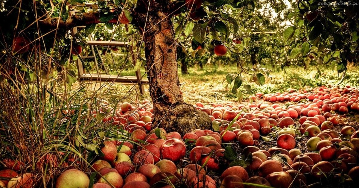 Yhteinen puu: kyllä, sinulla on oikeus poimia hedelmiä naapurisi tontilta, edellyttäen että...