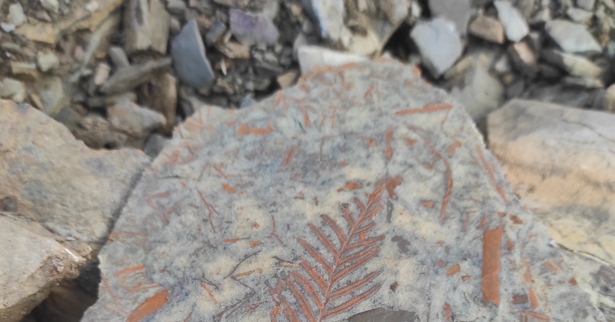 Mikään ei voi verrata tähän: Antarktikasta on löydetty fossiileja ainutlaatuisesta kasvista, joka eli dinosaurusten aikakaudella.