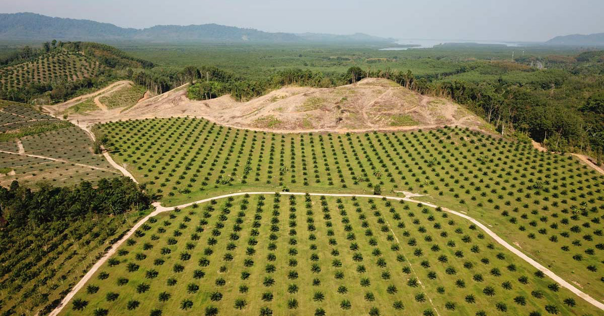Rapa Nuiin ekosidion aiheuttanut katastrofaalinen metsien hakkuu ei ollut pelkästään ihmisten syytä: pääasiallinen syy olivat rotat.