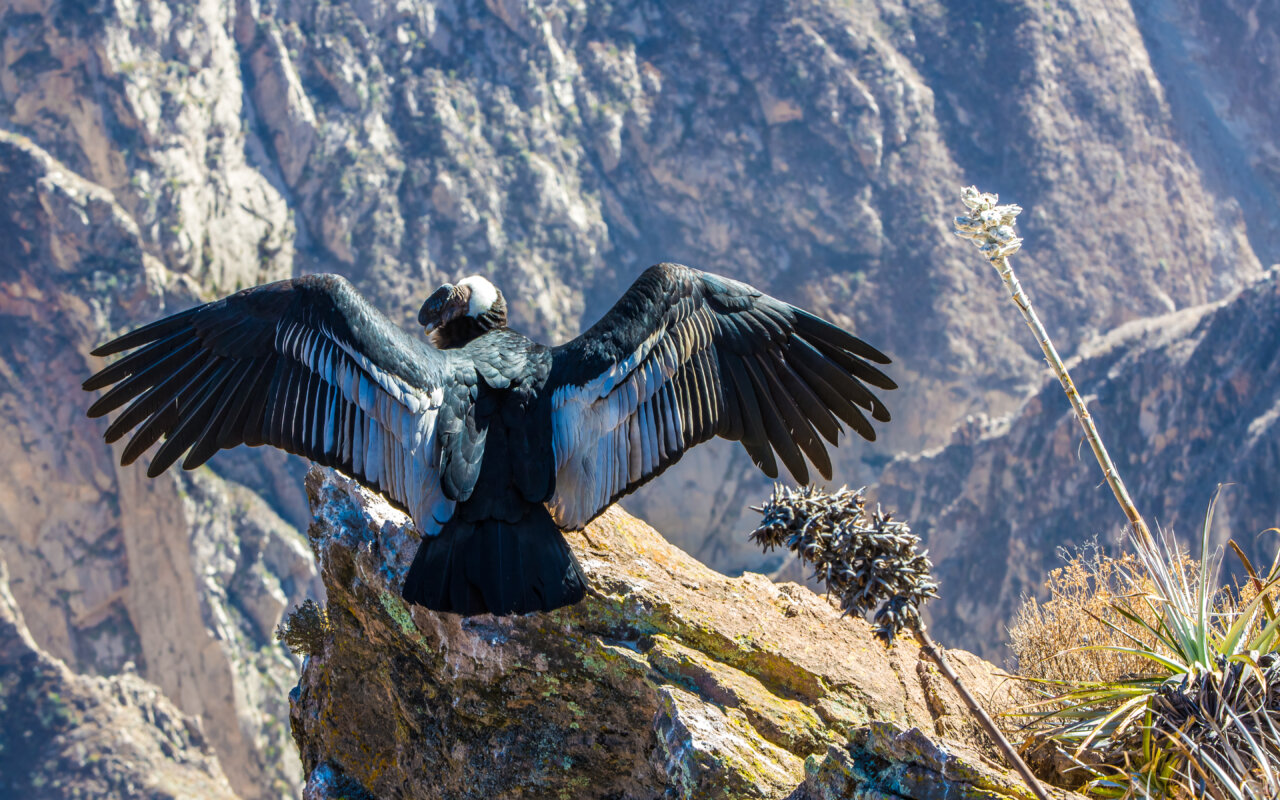 Tässä on Ambar, kolmas Andien kondori, joka on syntynyt maan hautomossa: tämä on strategia tämän merkittävän lajin säilyttämiseksi.