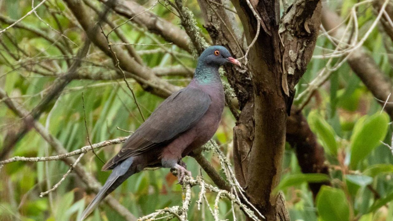 Jäljellä on vain 60 yksilöä: Savannikyyhkyfestivaali pyrkii lisäämään tietoisuutta tästä uhanalaisesta lajista.
