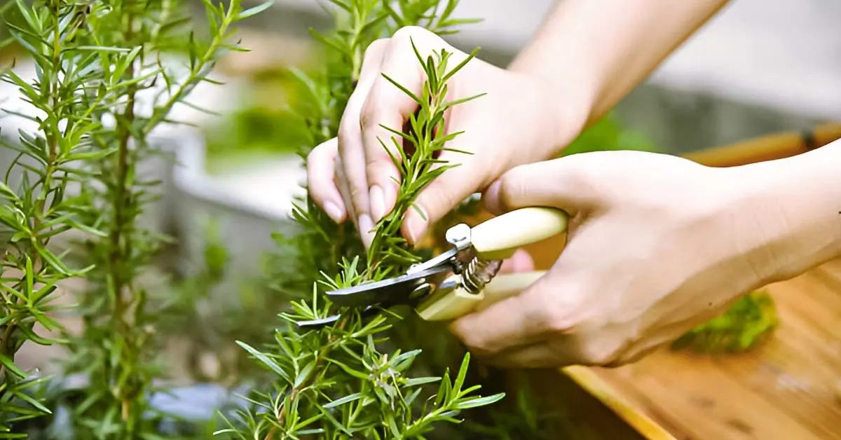 Rosmariini ja karkea suola: miksi ne laitetaan purkkiin sisätiloissa?