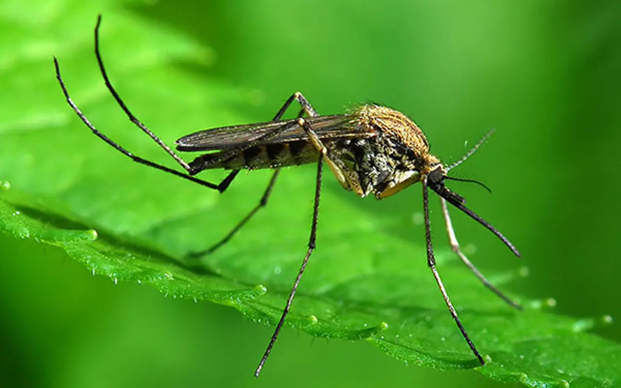 Sensaatiomainen uutinen maailman eläintieteelle: ensimmäistä kertaa historiassa hyttyset ovat ilmestyneet Suomeen.