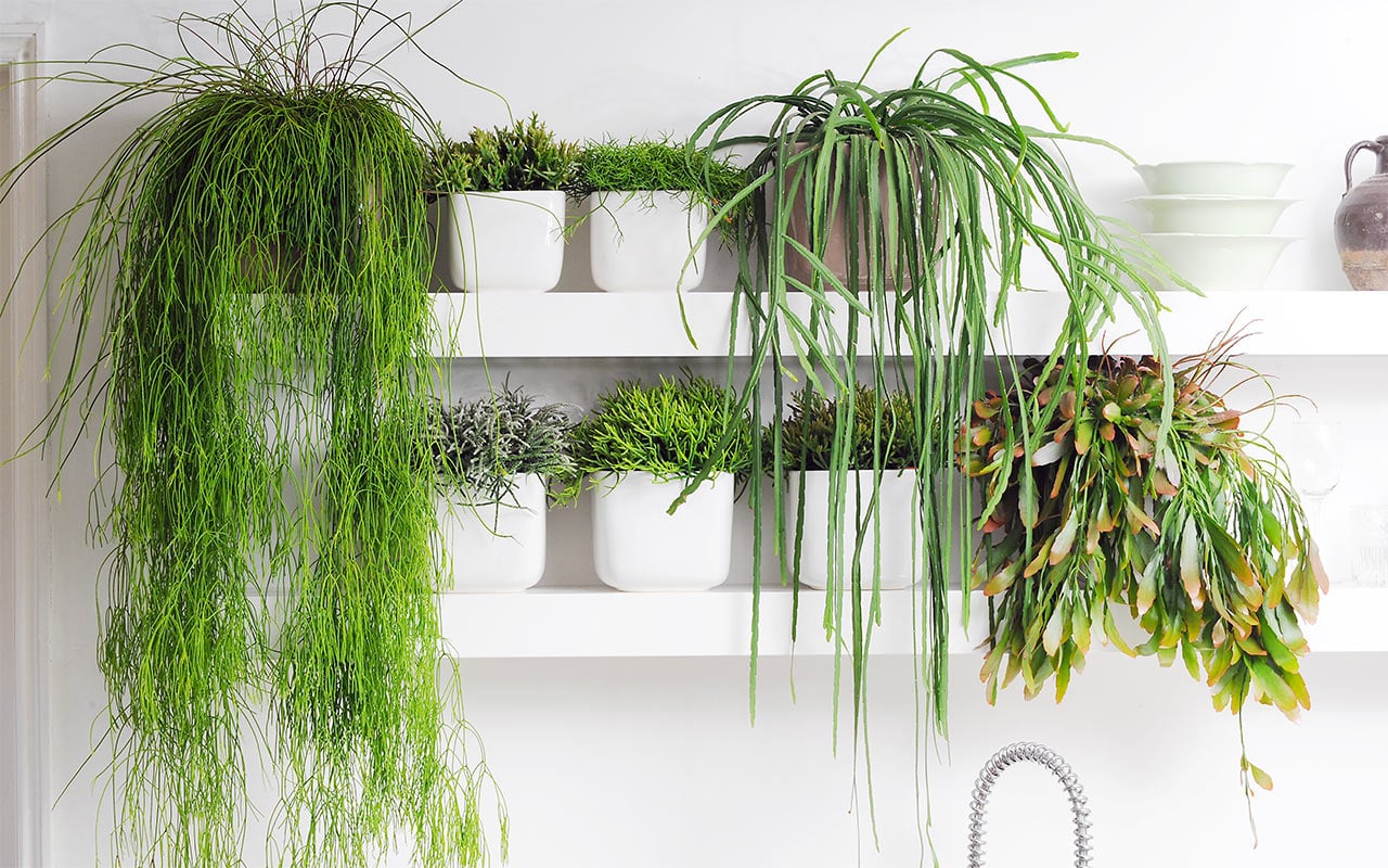 ”Niiden valta kostean ilman yli hämmästytti minua”: nämä huonekasvit kasvavat jopa talven ajan suljetuissa huoneistoissa.