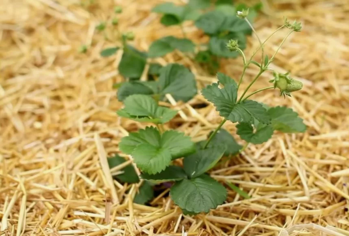 Onko mansikoiden multaaaminen todella tarpeen? Mitä ammattilaiset tekevät toisin... ja miksi