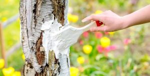 Tämä rituaali suojaa hedelmäpuusi hyönteisiltä koko talven ajan (jopa ilman torjunta-aineita).