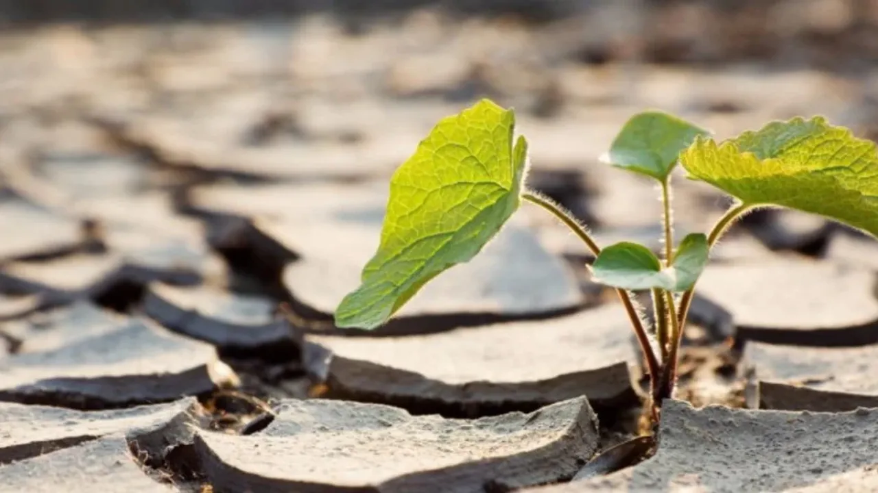 Metsien DNA: miten selvittää, mikä auttaa puita selviytymään kuivuudesta
