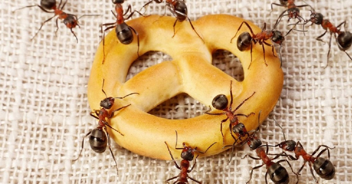 Näin pääset eroon koista ja muurahaisista. Tämä toimii paremmin kuin apteekista ostetut kemikaalit.