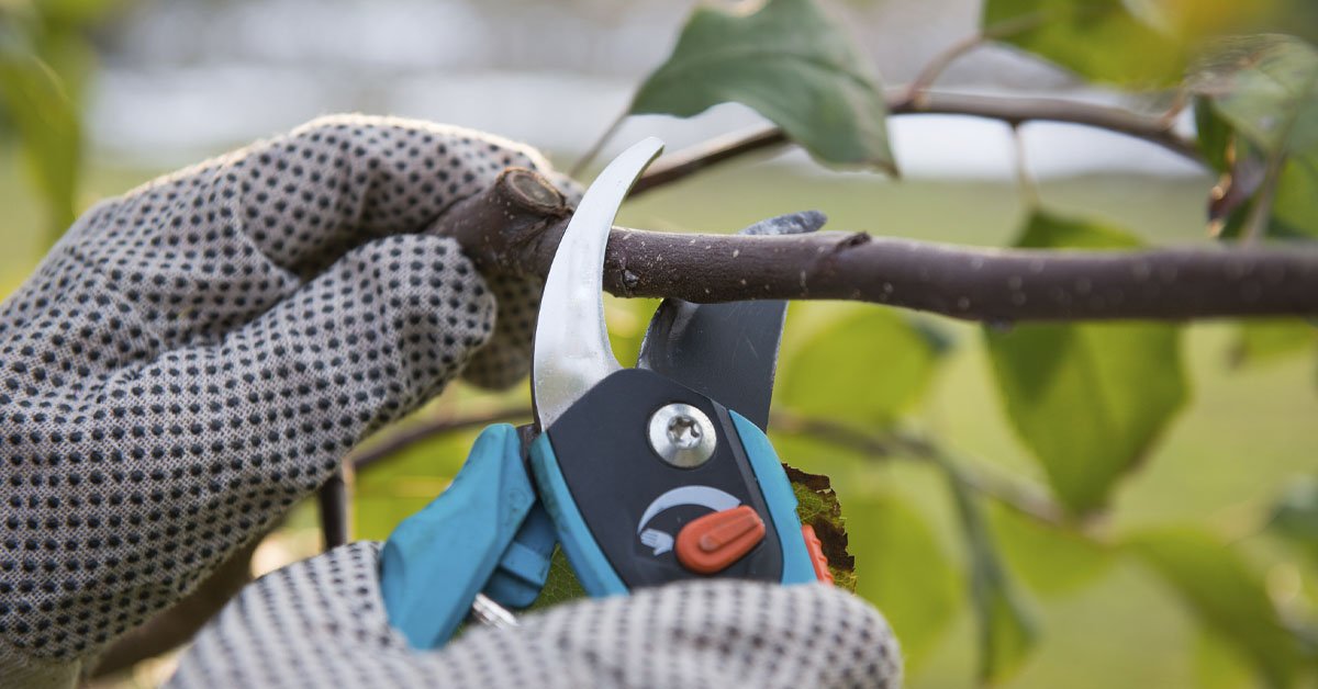 Viisi tärkeintä puutarhatyökalua talvivalmisteluihin: mitä säilyttää ja hoitaa marraskuussa