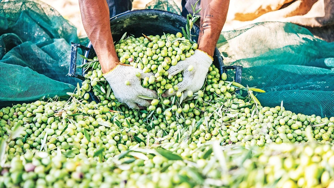 Tämä maa on muuttamassa maailmanlaajuista oliivintuotantoa: siellä on kehitetty lajike, joka ei vaadi kastelua ja tuottaa erittäin runsaan sadon oliiveja ja öljyä.