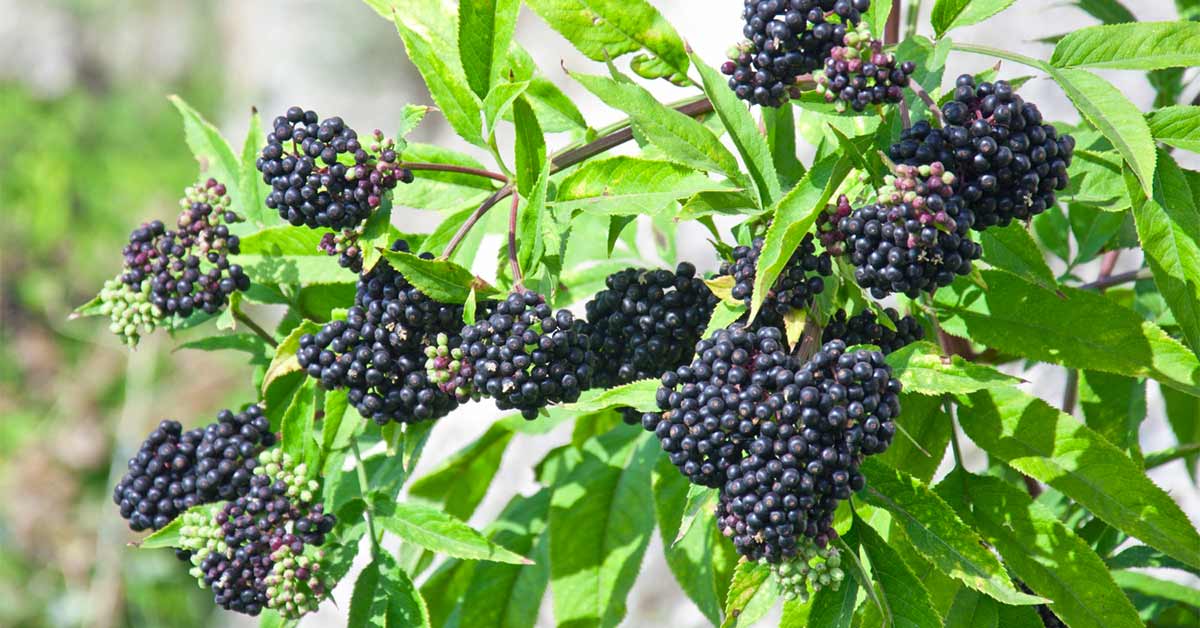 Paikalliset pensaat: puutarhojemme unohdetut aarteet