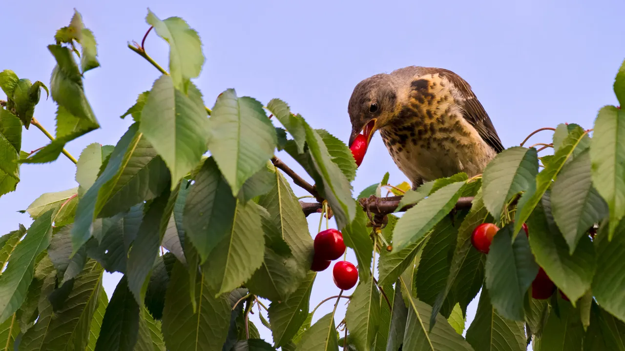 Mikä on pullonkorkkien ripustamisen tarkoitus puutarhassa, ja miksi yhä useammat ihmiset tekevät niin?