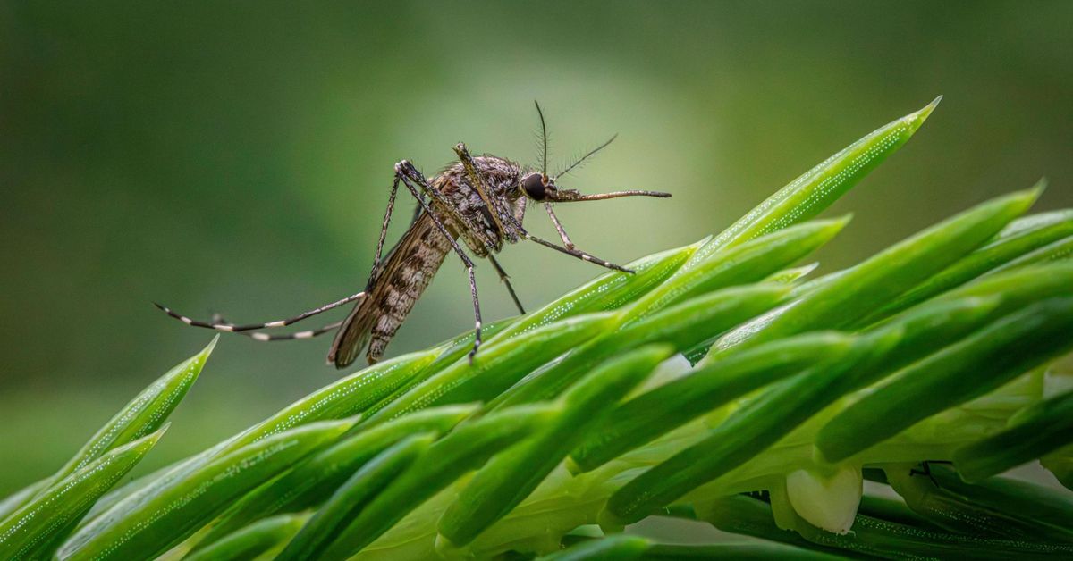 Sensaatiomainen tapahtuma eläintieteessä: ensimmäistä kertaa historiassa on vahvistettu hyttysten esiintyminen tässä maassa!