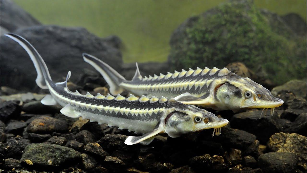 Ne eivät ole dinosauruksia, mutta ne ovat niiden kaltaisia: järveen on jälleen vapautettu jättimäisiä kaloja, jotka voivat elää jopa 100 vuotta.