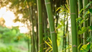 Maailman nopeimmin kasvava kasvi, missä se kasvaa? Jopa 91 cm 24 tunnissa.