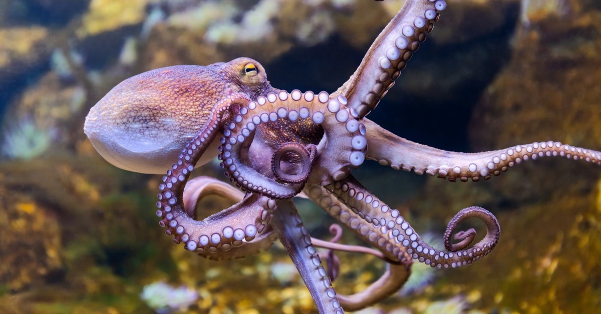 Mustekalat eivät liiku lonkeroillaan sattumanvaraisesti: jokaisella yksilöllä on ”suosikki” lonkero, jota se tutkii, työntää tai pitää kiinni.