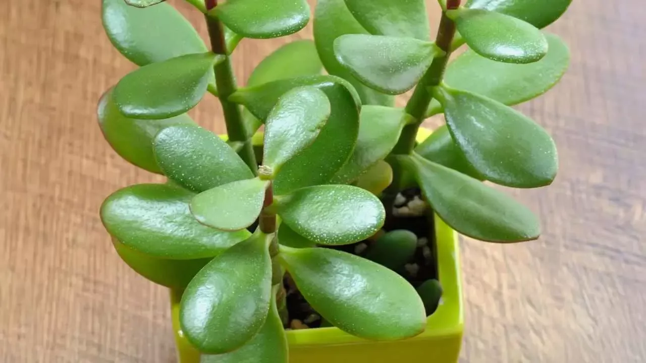 Jade-puu: pitäisikö sen olla keväällä auringossa vai varjossa?