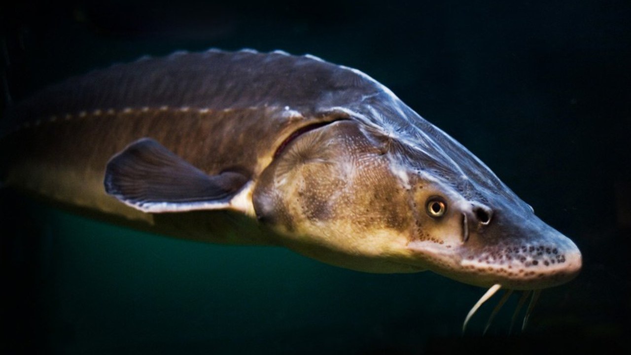 Ne eivät ole dinosauruksia, mutta ne ovat niiden kaltaisia: järveen on jälleen vapautettu jättimäisiä kaloja, jotka voivat elää jopa 100 vuotta.