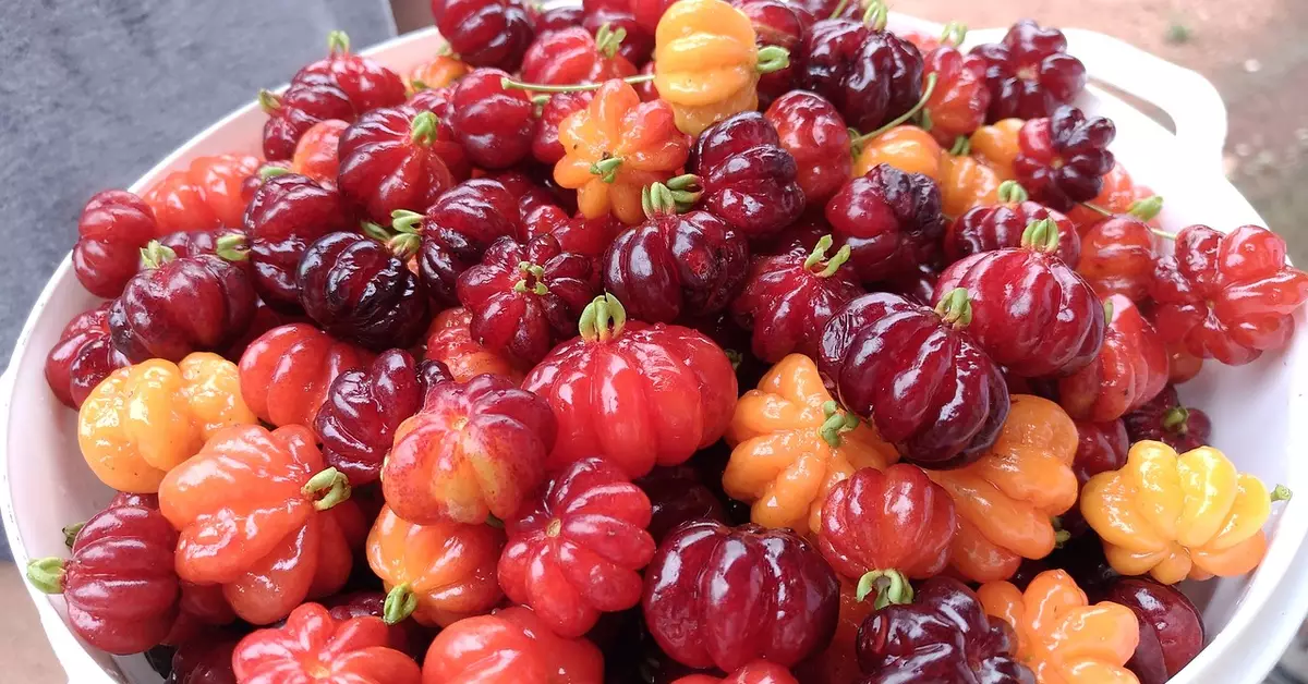 Suomalaisten pihojen suosikki: puu, joka antaa varjoa, tuottaa hedelmää ympäri vuoden ja jonka lehdet sopivat jopa teen valmistukseen.