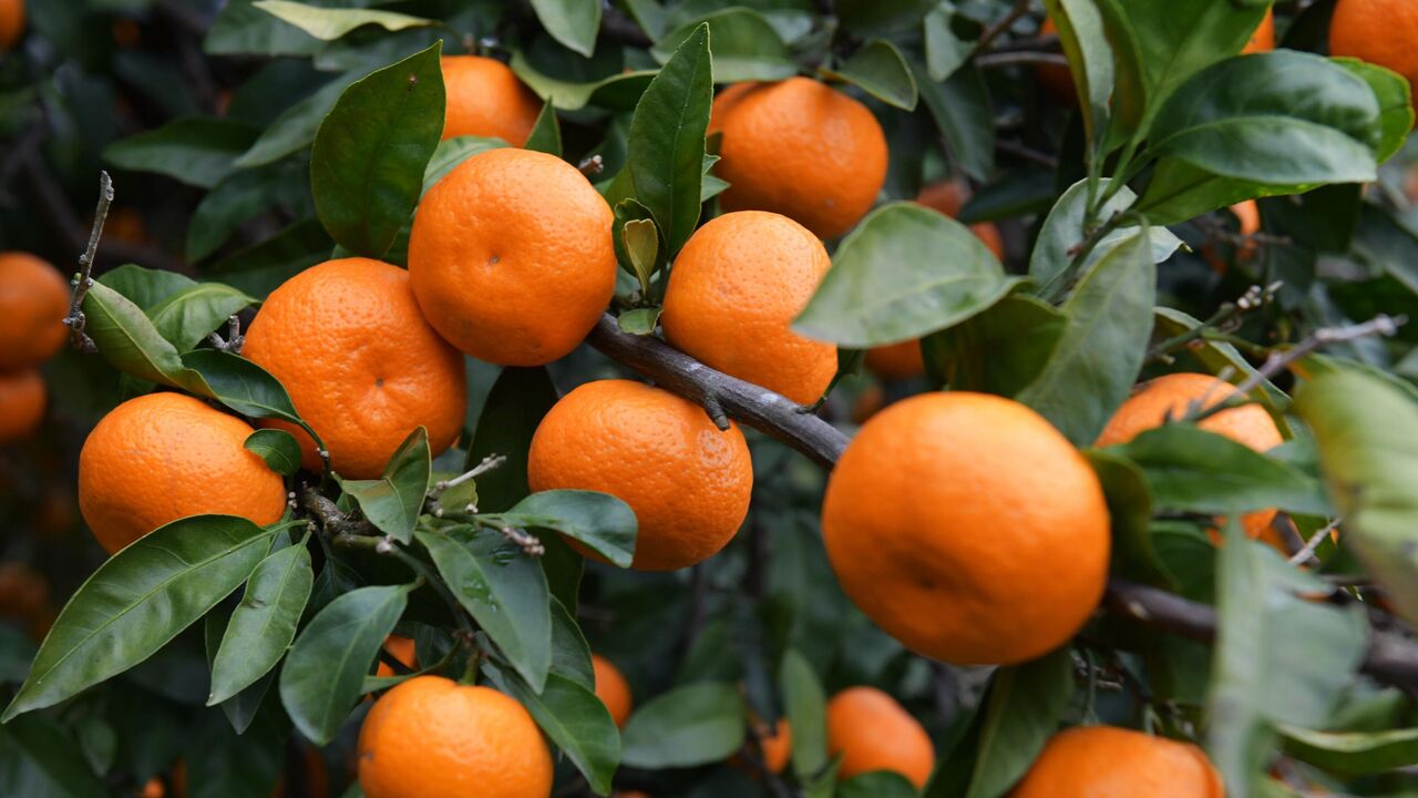 Mandariinien päivittäinen kulutus: tähän se johtaa.