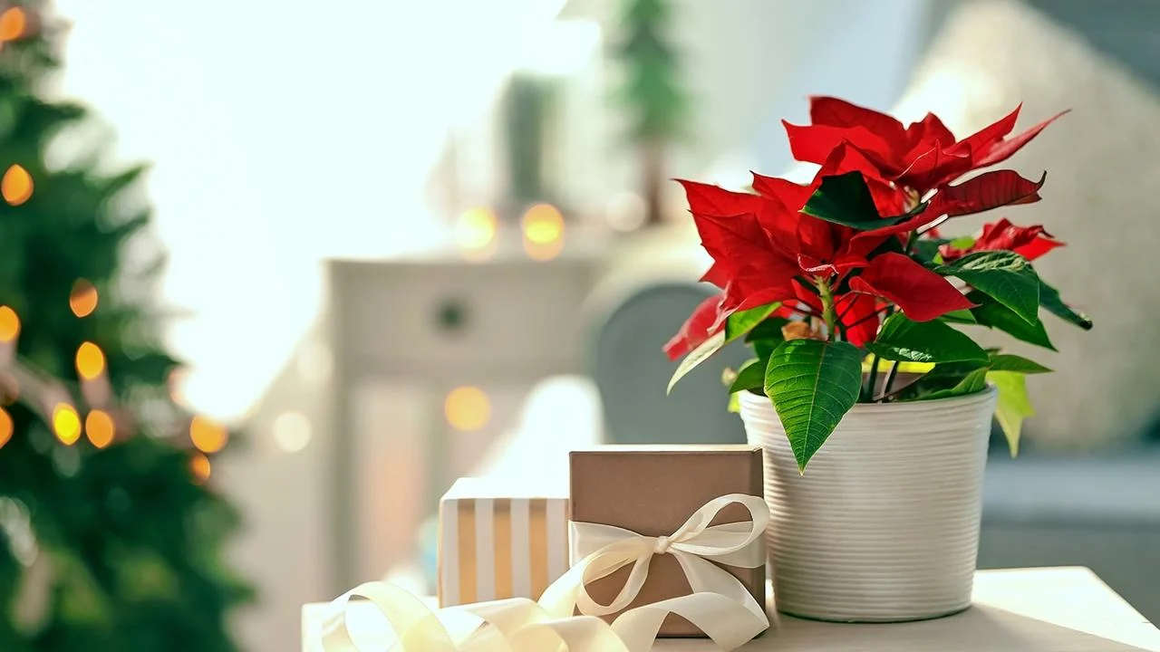 Kuinka hoitaa joulutähti, jotta se pysyy täydellisenä koko joulun ajan: ”Omenat, banaanit ja tomaatit nopeuttavat lehtien putoamista”