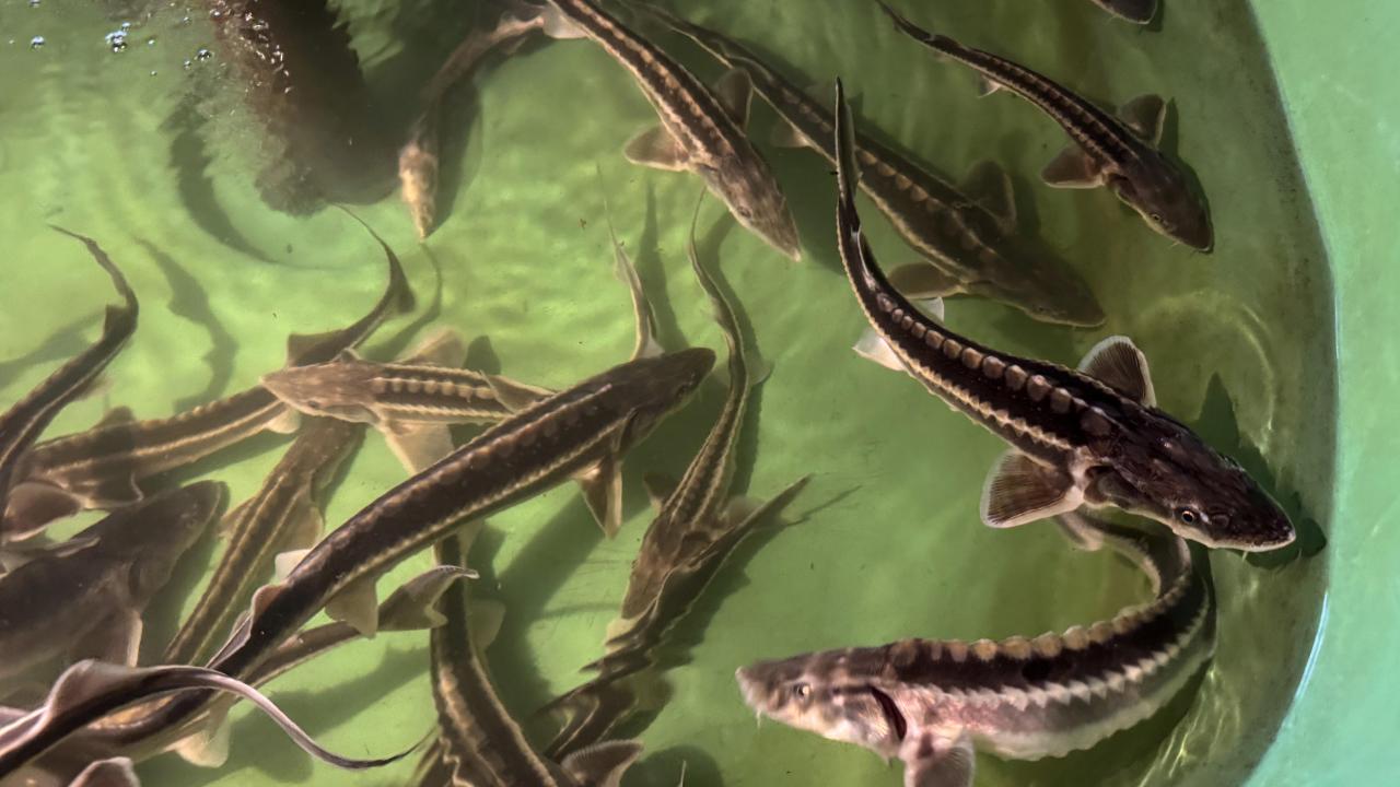 Ne eivät ole dinosauruksia, mutta ne ovat niiden kaltaisia: järveen on jälleen vapautettu jättimäisiä kaloja, jotka voivat elää jopa 100 vuotta.