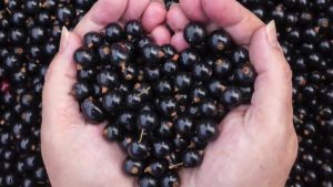 Tämä hieman karvas hedelmä valitaan vuoden 2026 makuksi. Maassa sitä aliarvioidaan, vaikka sitä tuotetaan suuria määriä.