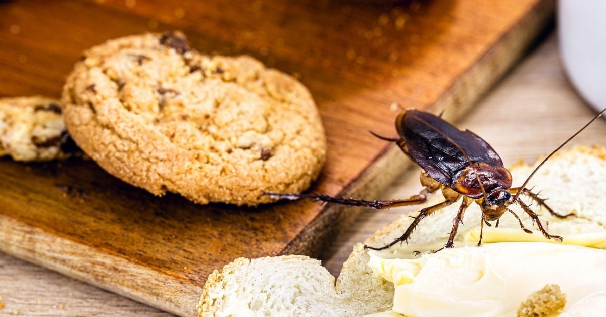 Sano hyvästit torakoille tänä talvena: kolme keittiön ainesosaa torakoiden torjumiseksi