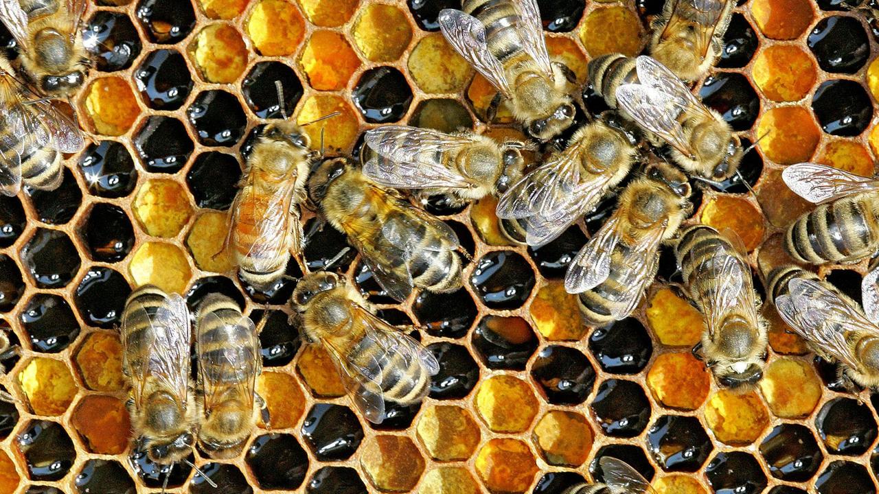 Torjunta-aineet ovat aiheuttaneet mehiläisten joukkokuoleman 15 osavaltiossa.