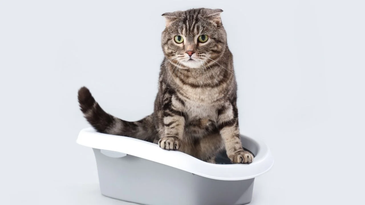 Miksi teepussi tulisi laittaa kissan hiekkalaatikkoon?