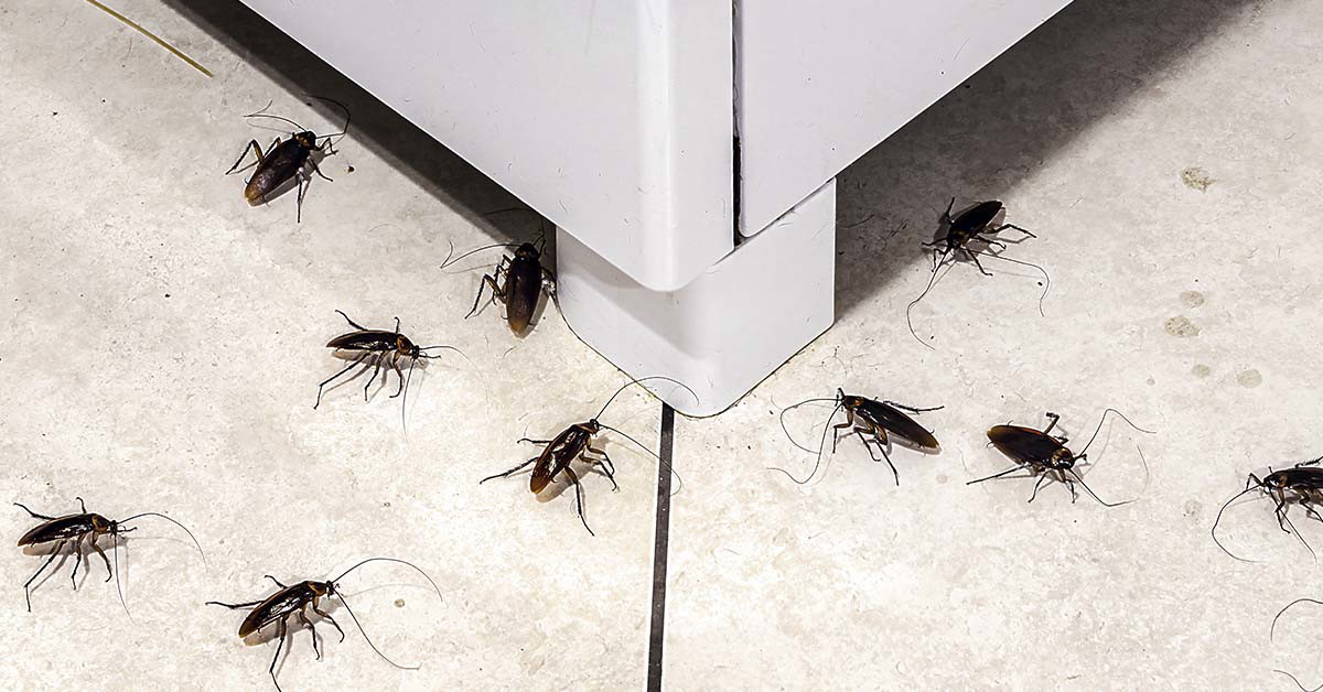 Sano hyvästit torakoille tänä talvena: kolme keittiön ainesosaa torakoiden torjumiseksi