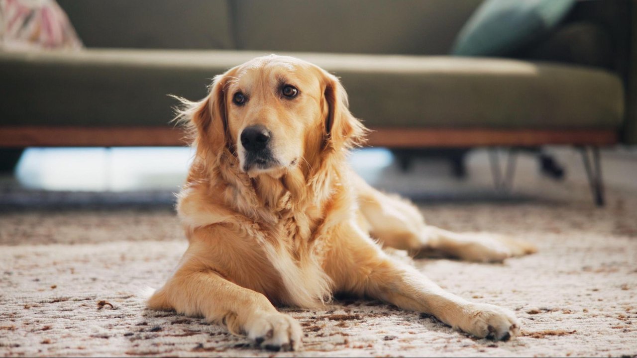Kuinka päästä eroon koiran hajusta kotona: vinkkejä ja suosituksia