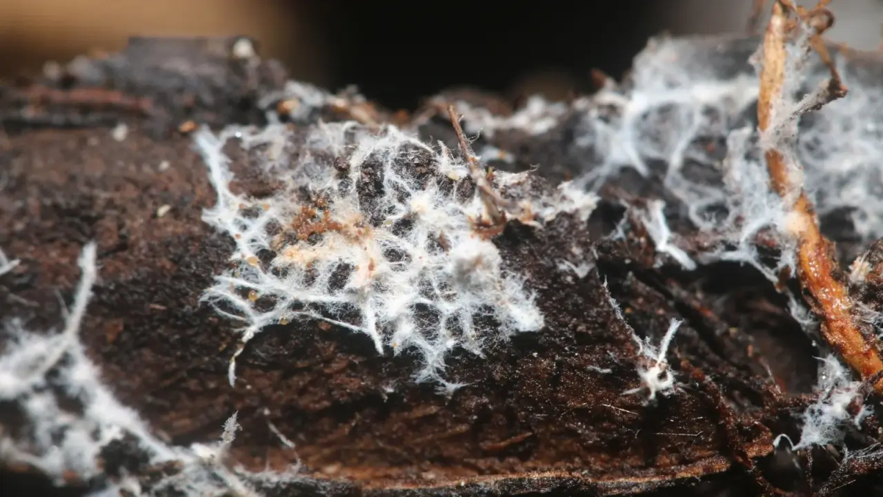 Maaperä on homeen tai kärpästen peitossa: syyt ja ratkaisut.