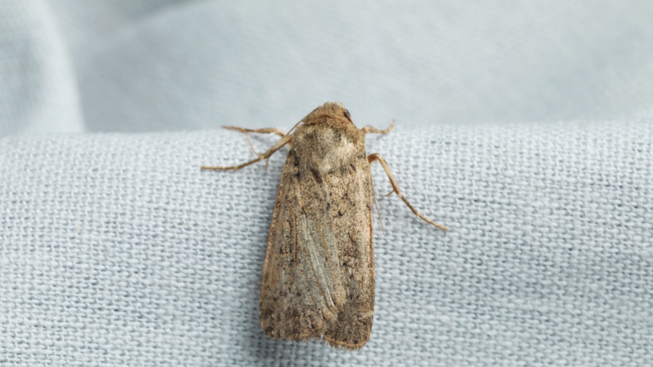Vaatteiden hoito: unohda naftaliinipallot – käytä näitä kahta luonnollista keinoa, jotka karkottavat matoja.