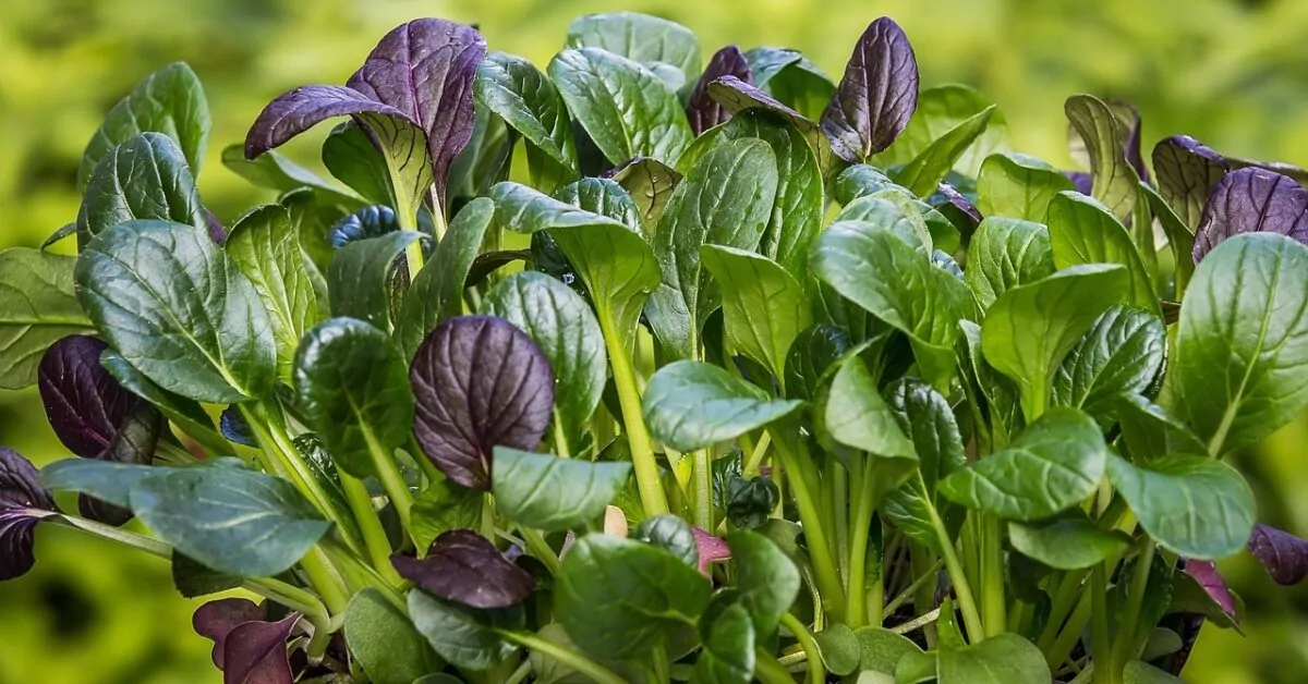 Vähän tunnetut vihannekset voivat auttaa maksan detoksifikaatiossa ja ovat hyödyllisiä luille ja nivelille.