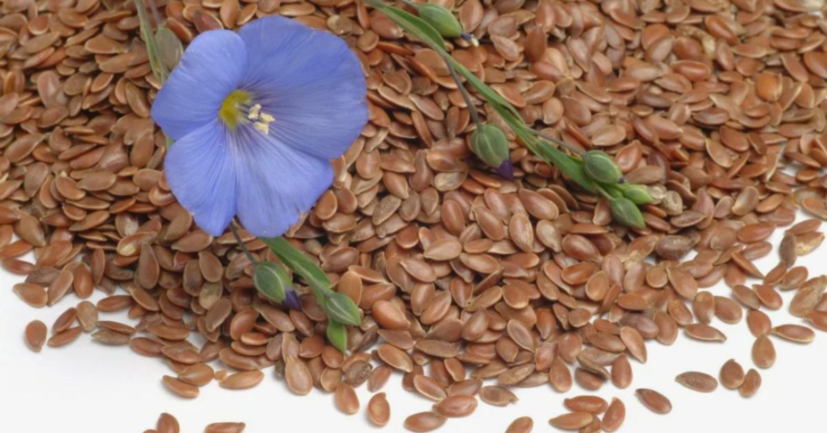 Mitä sairauksia pellavansiemenillä hoidetaan? Ovatko pellavansiemenet kylmiä vai teräviä maultaan?