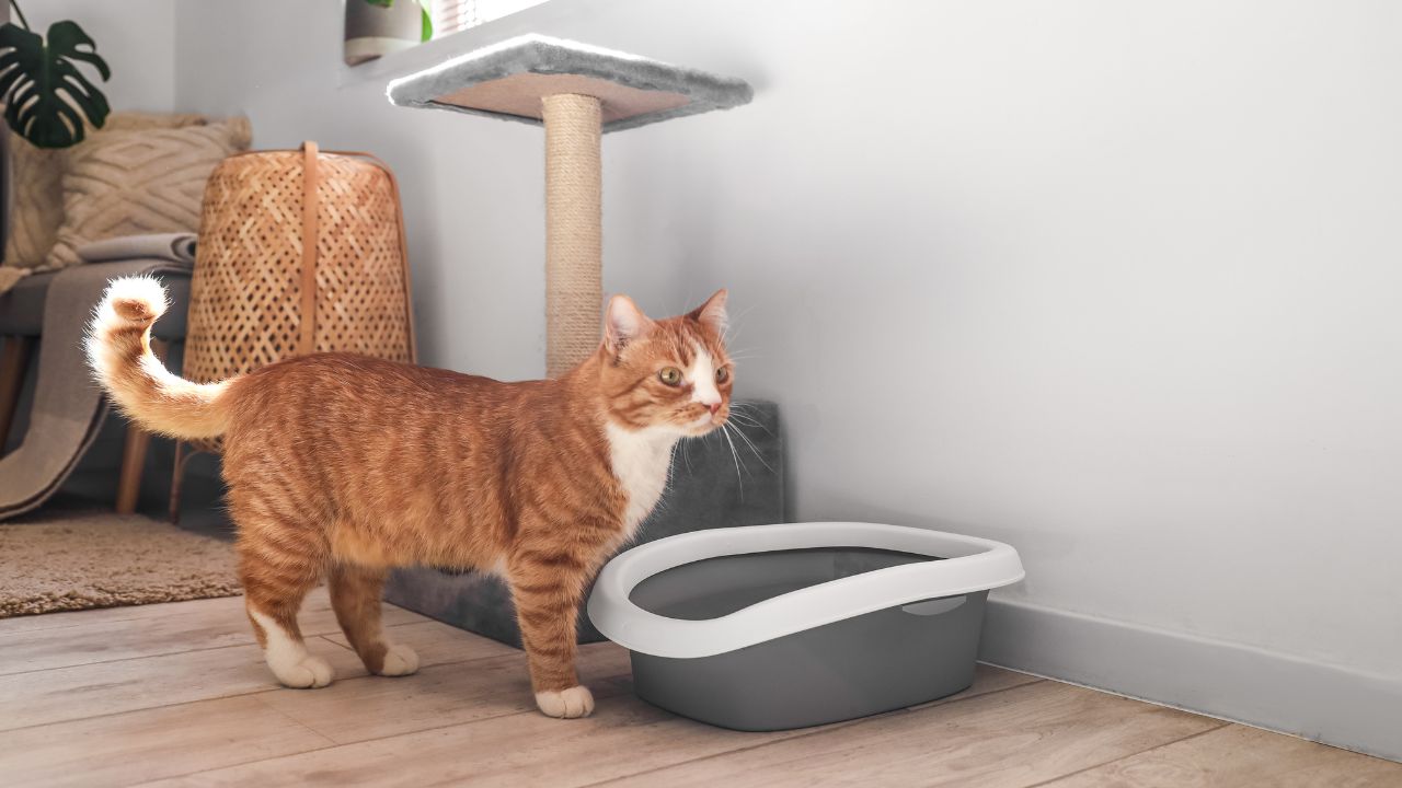 Miksi teepussi tulisi laittaa kissan hiekkalaatikkoon?