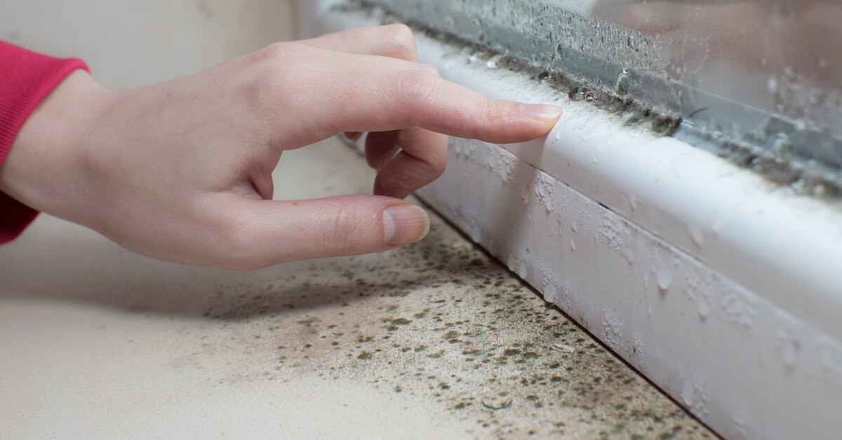 Näin voit tunnistaa homeen vaivaaman talon heti.