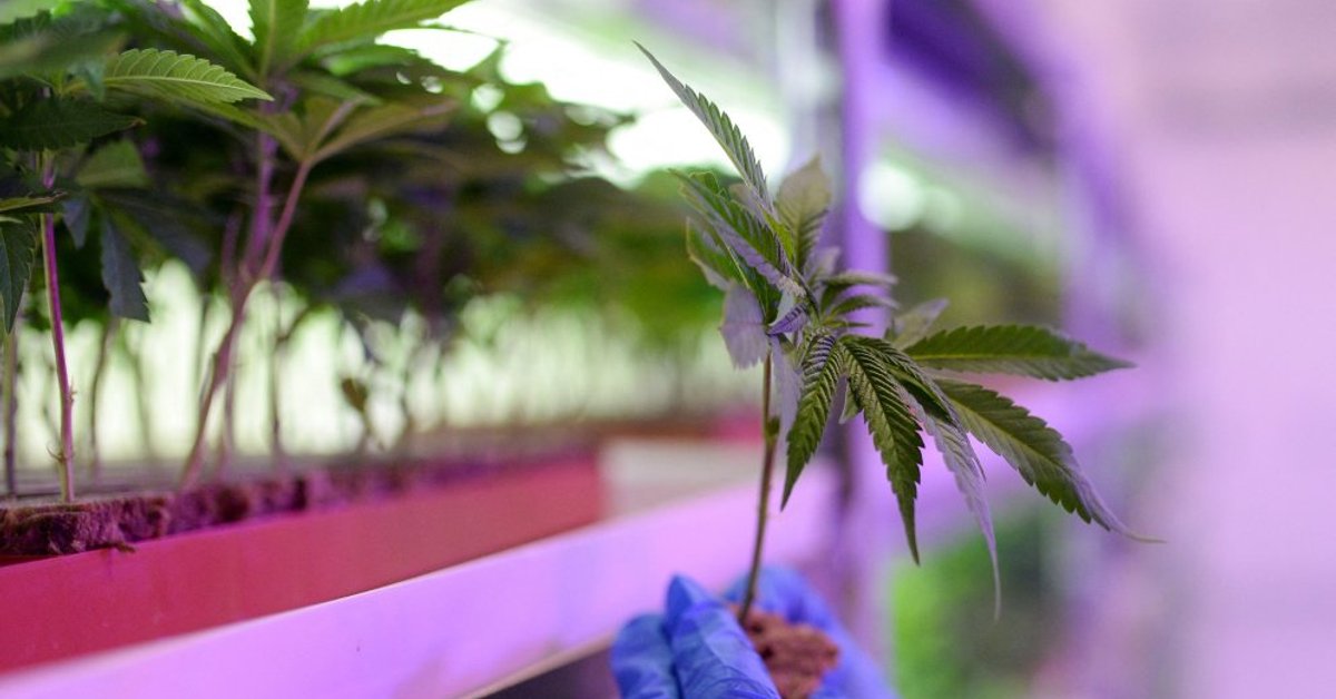 Kongressi kieltää delta-8:n ja THC:n uuden kannabislain mukaisesti