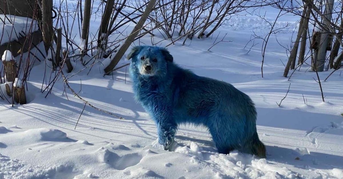 Tutkimus osoittaa, että Tšernobylin koirat kehittyvät nopeasti