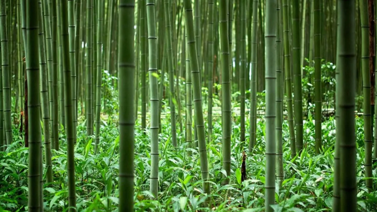 Maailman nopeimmin kasvava kasvi, missä se kasvaa? Jopa 91 cm 24 tunnissa.