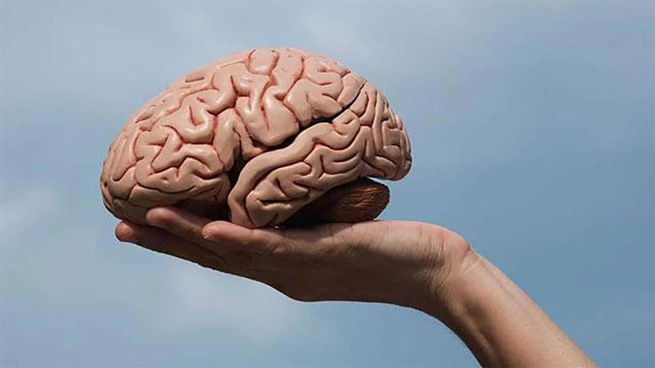 He tutkivat ihmisen aivoja ja ovat löytäneet ”kytkimen”, joka nopeuttaa sekä hyvien että huonojen tapojen muodostumista.