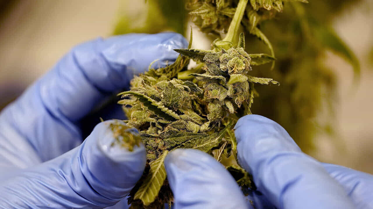 Kyse ei ole hitaasta ajattelusta: Yhdysvalloissa tehdyt tutkimukset ovat paljastaneet vakavan oireyhtymän, joka liittyy kannabiksen käyttöön.