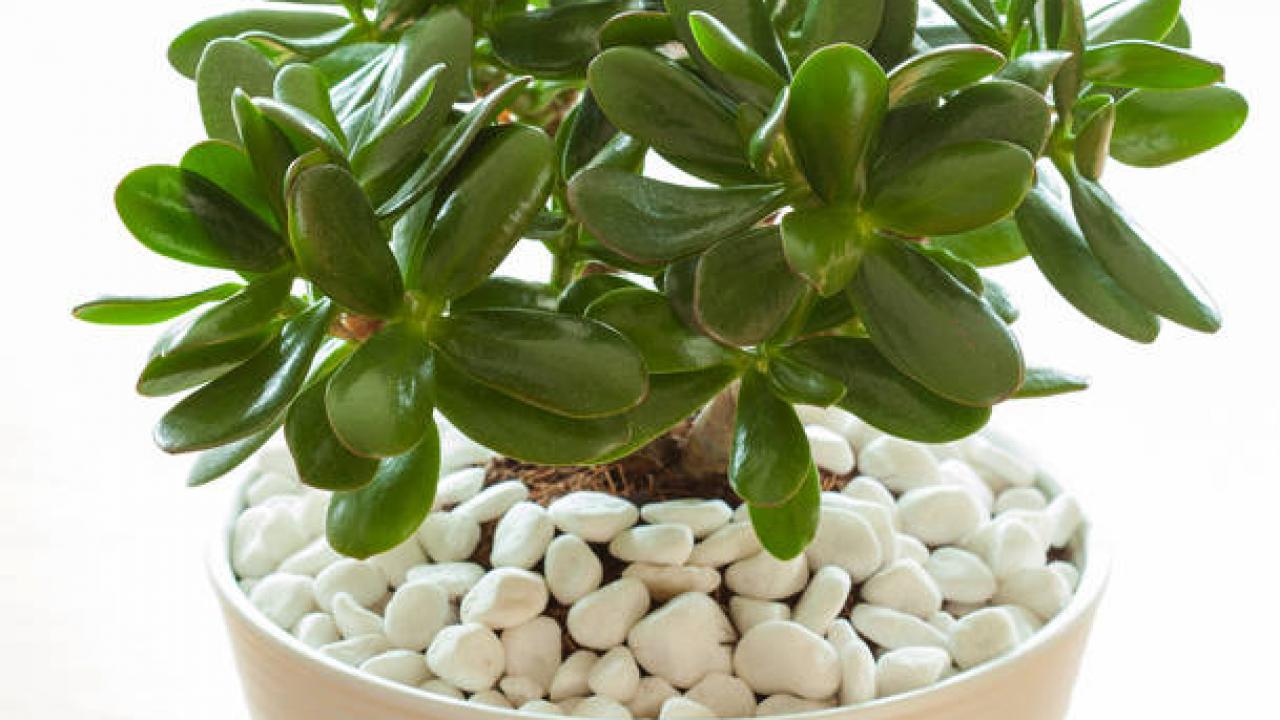 Aseta jade-puu tähän: juuri siihen paikkaan, joka feng shui -oppien mukaan houkuttelee rikkautta ja onnea.