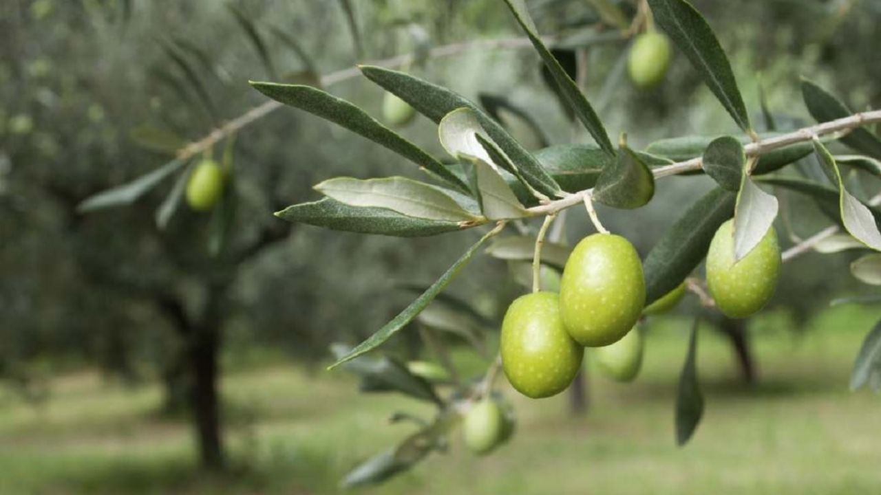 Maatalouden vallankumous: erittäin tiheät oliivilehdot tuottavat saman sadon käyttämällä puolet vähemmän lannoitteita