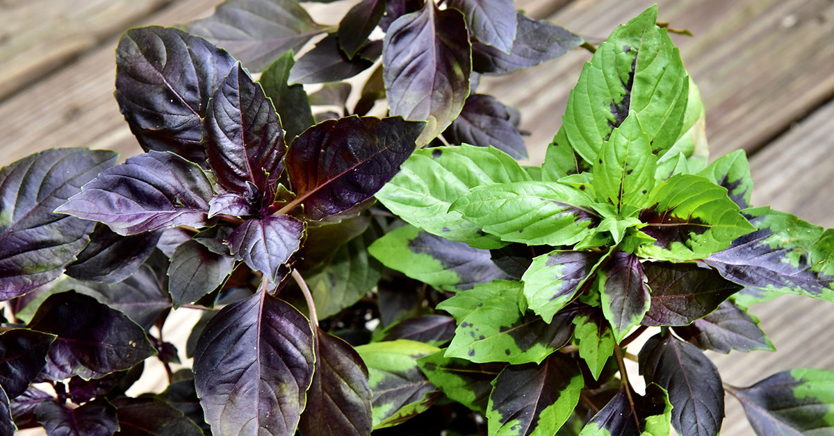 Basilikan ja appelsiininkuoren sekoittaminen: miksi se on suositeltavaa ja mitä hyötyä siitä on