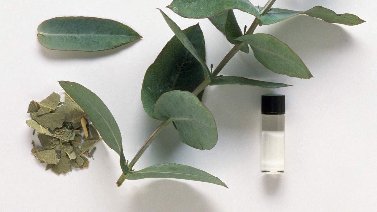 Trendikkää | Sitruunankuoren, eukalyptuksen ja etikan keittäminen: miksi se on hyödyllistä ja miksi sitä suositellaan