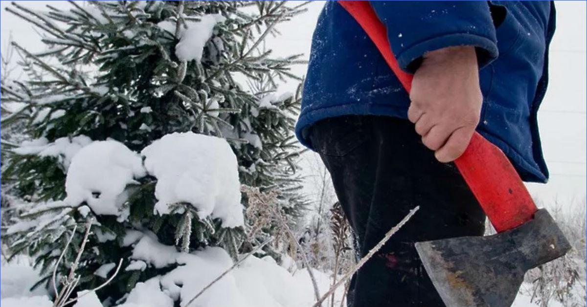 Voinko itse kaataa kuusia ja kerätä sammalta metsästä?