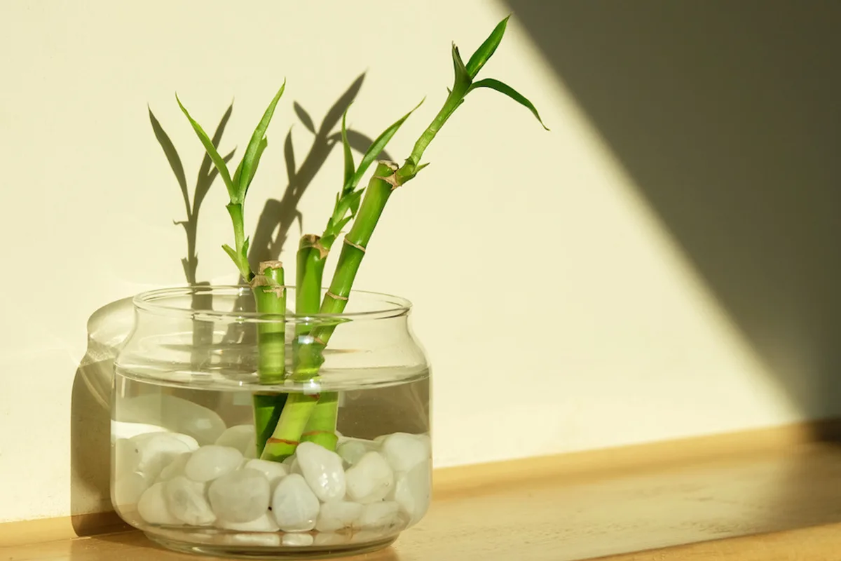 Tämä tuoksuva huonekasvi on erittäin helppo kasvattaa ja se säilyttää huoneiden raikkauden useita tunteja ilman kemiallisia tuoksuja: miten sitä kasvatetaan