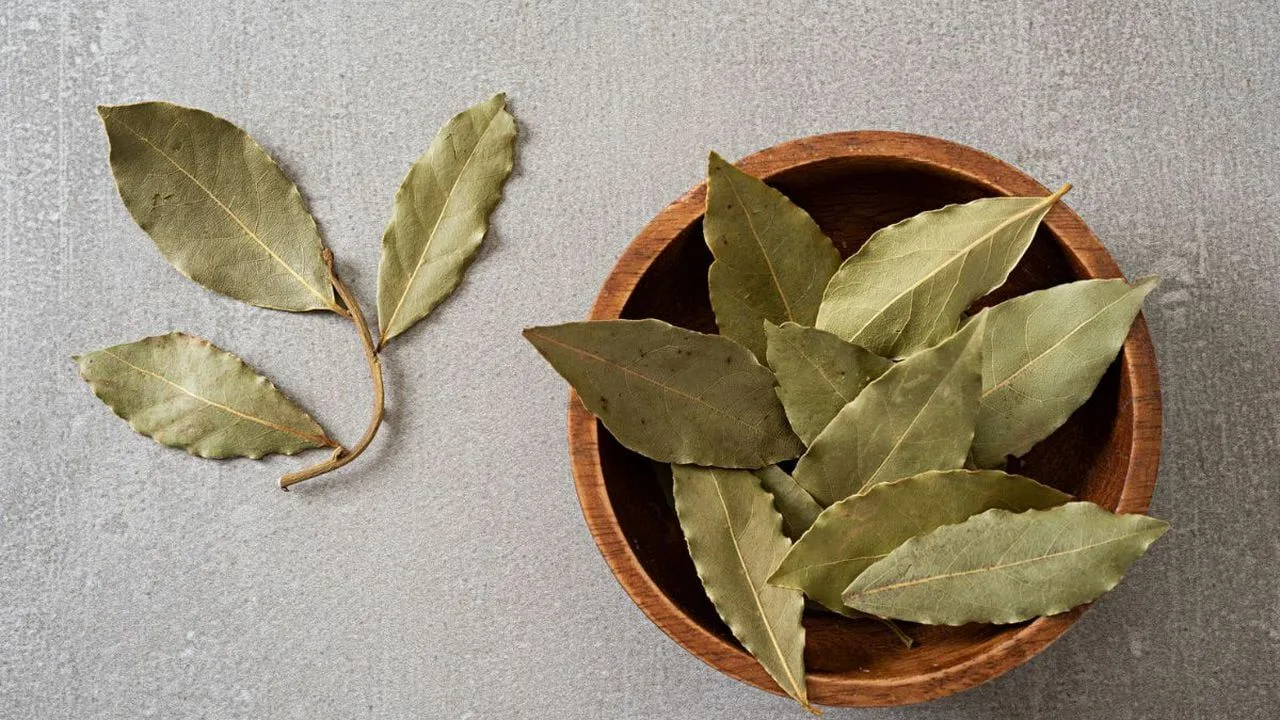 Kantele laakerinlehtiä repussa tai laukussa: miksi niitä tarvitaan ja miksi se on suositeltavaa.